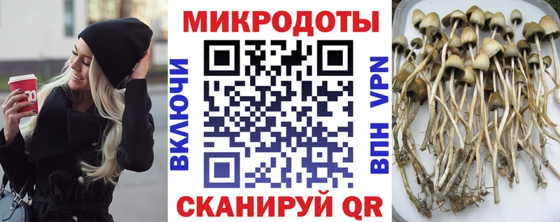 гидра онион  Красный Холм  Галлюциногенные грибы Psilocybe 